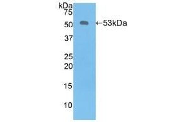 Kallikrein 6 Antikörper  (AA 17-244)