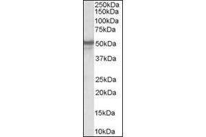 Image no. 1 for anti-Neuropeptide Y Receptor Y5 (NPY5R) (Internal Region) antibody (ABIN374569) (NPY5R Antikörper  (Internal Region))