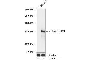 Western blot analysis of extracts of NIH/3T3 cells using Phospho-HDAC5(S498) Polyclonal Antibody at dilution of 1:2000. (HDAC5 Antikörper  (pSer498))
