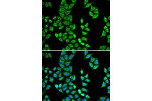 Immunofluorescence (IF) image for anti-Amyloid P Component, Serum (APCS) (AA 1-223) antibody (ABIN3022714) (APCS Antikörper  (AA 1-223))