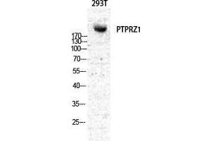 Western Blot (WB) analysis of specific cells using PTPzeta Polyclonal Antibody.
