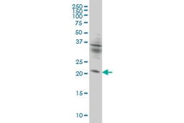KIF26A 抗体  (AA 1-203)