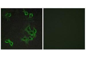 Immunofluorescence (IF) image for anti-Chemokine (C-C Motif) Receptor-Like 1 (CCRL1) (N-Term) antibody (ABIN1852826)