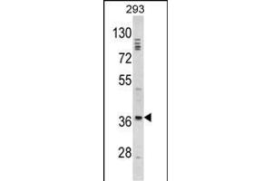 Western blot analysis of DLX2 Antibody (Center) (ABIN390871 and ABIN2841087) in 293 cell line lysates (35 μg/lane). (DLX2 Antikörper  (AA 194-222))