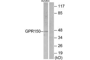 Western blot analysis of extracts from HUVEC cells, using GPR150 antibody. (GPR150 Antikörper  (C-Term))