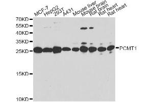 Western blot analysis of extracts of various cell lines, using PCMT1 antibody. (PCMT1 Antikörper)