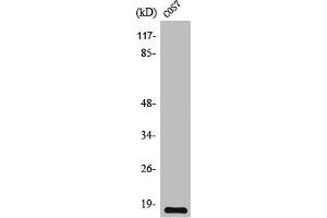 Western Blot analysis of COS7 cells using TGFα Polyclonal Antibody (TGFA Antikörper  (C-Term))