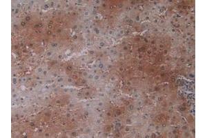 IHC-P analysis of Human Liver Tissue, with DAB staining. (PEBP1 Antikörper  (AA 2-187))