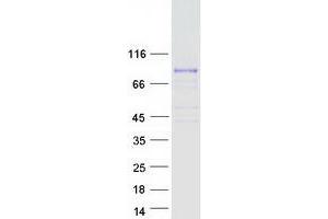 MAMLD1 Protein (Myc-DYKDDDDK Tag)