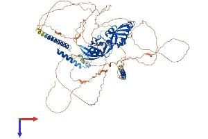CLOCK Protein (AA 1-855) (His tag)
