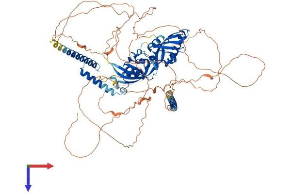 CLOCK Protein (AA 1-855) (His tag)