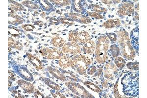 WDR4 antibody was used for immunohistochemistry at a concentration of 4-8 ug/ml to stain Epithelial cells of renal tubule (arrows) in Human Kidney.