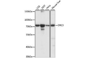 Western blot analysis of extracts of various cell lines, using ORC3 antibody (ABIN6293428) at 1:1000 dilution. (ORC3 Antikörper)
