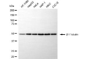 Western blotting analysis using beta I Tubulin antibody (ABIN7800668).