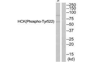 Western blot analysis of extracts from JurKat cells using HCK (Phospho-Tyr522) Antibody. (HCK Antikörper  (pTyr521))