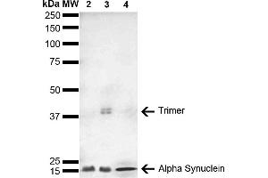 Western Blot analysis of Human, Mouse, Rat Brain showing detection of 14 kDa Alpha Synuclein protein using Mouse Anti-Alpha Synuclein Monoclonal Antibody, Clone 4F1 (ABIN5564109). (SNCA Antikörper  (Atto 488))