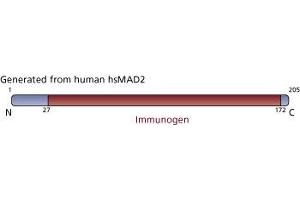 Image no. 3 for anti-SMAD, Mothers Against DPP Homolog 2 (SMAD2) (AA 27-172) antibody (ABIN968106)