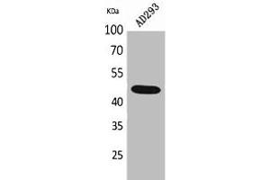 Western Blot analysis of AD293 cells using SCYL1BP1 Polyclonal Antibody. (GORAB Antikörper  (N-Term))