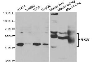 Western blot analysis of extracts of various cell lines, using GRB7 antibody (ABIN5973327) at 1/1000 dilution. (GRB7 Antikörper)