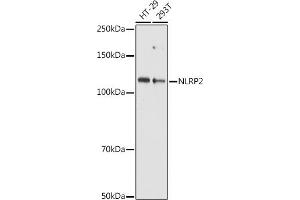 Western blot analysis of extracts of various cell lines, using NLRP2 antibody (ABIN7268939) at 1:1000 dilution. (NLRP2 Antikörper  (AA 1-220))