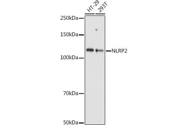 NLRP2 Antikörper  (AA 1-220)