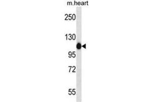 ACTN2 Antibody (C-term) western blot analysis in mouse heart tissue lysates (35µg/lane). (ACTN2 Antikörper  (C-Term))