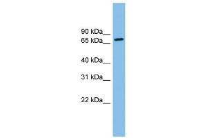 ODF2 antibody used at 1 ug/ml to detect target protein. (ODF2 Antikörper  (N-Term))