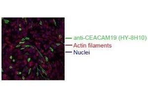 Immunofluorescence (IF) image for anti-Carcinoembryonic Antigen-Related Cell Adhesion Molecule 19 (CEACAM19) antibody (ABIN179727)