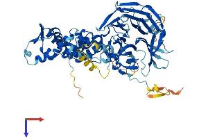 AlphaFold protein structure predicition of Human Recombinant KBTBD2 Protein, UniprotID Q8IY47