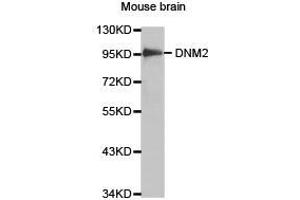 Western Blotting (WB) image for anti-Dynamin 2 (DNM2) antibody (ABIN1872320) (DNM2 Antikörper)