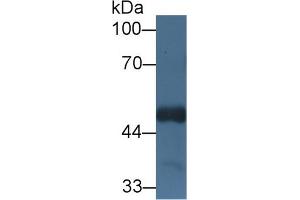 Western Blot; Sample: Mouse Cerebrum lysate; Primary Ab: 1µg/ml Rabbit Anti-Human HCFC1 Antibody Second Ab: 0. (HCFC1 Antikörper  (AA 52-258))