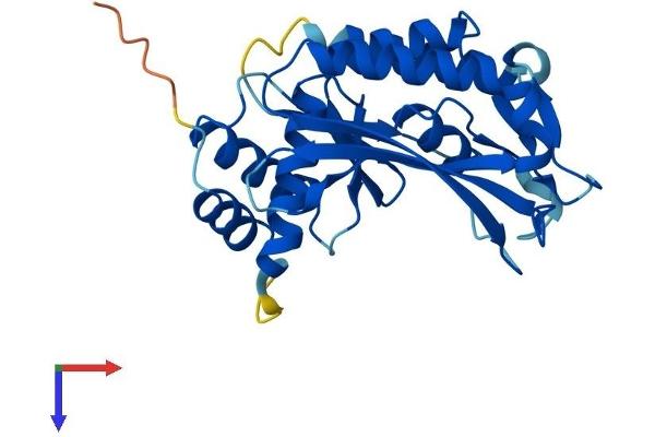 C1ORF74 Protein (AA 1-269) (His tag)
