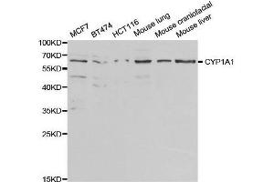 Western blot analysis of extracts of various cell lines, using CYP1A1 antibody.