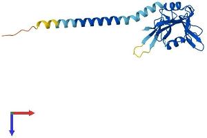 C-Type Lectin Domain Family 6, Member A (CLEC6A) (AA 1-209) protein (His tag)