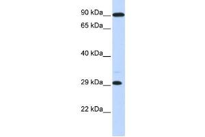 Western Blotting (WB) image for anti-Homeobox B8 (HOXB8) antibody (ABIN2458202) (HOXB8 Antikörper)