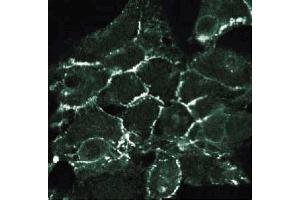 Immunofluorescent staining of 293 cells with anti- N-cadherin antibody. (N-Cadherin Antikörper  (AA 802-819))