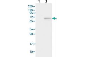 Western blot analysis of Lane 1: Negative control (vector only transfected HEK293T lysate), Lane 2: Over-expression Lysate (Co-expressed with a C-terminal myc-DDK tag (~3. (FAM154A Antikörper)