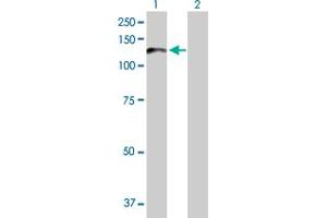 Western Blot analysis of PCDHA6 expression in transfected 293T cell line by PCDHA6 MaxPab polyclonal antibody.