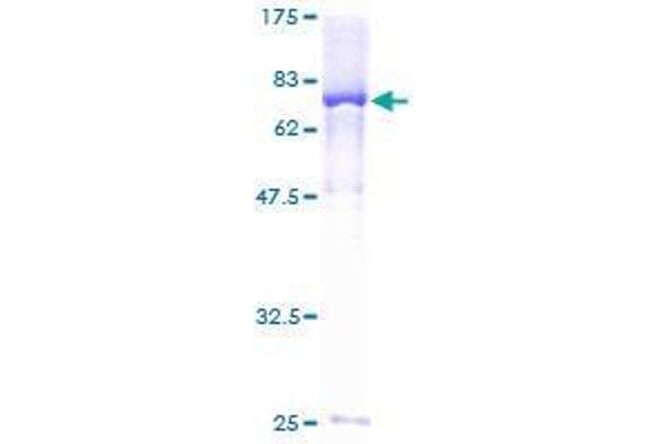 DUSL2 Protein (AA 1-493) (GST tag)