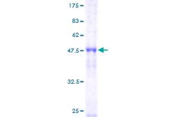 ORC4 Protein (AA 1-248) (GST tag)