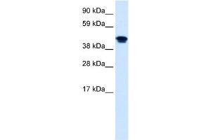 WB Suggested Anti-NR1H4 Antibody Titration:  0. (NR1H4 Antikörper  (Middle Region))