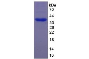 Image no. 1 for cAMP Responsive Element Binding Protein 1 (CREB1) (AA 102-341) protein (His tag) (ABIN6237924)