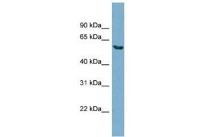 WB Suggested Anti-HHAT Antibody Titration:  0. (HHAT Antikörper  (N-Term))