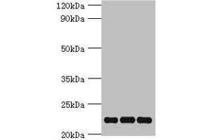 Western blot All lanes: PRDX5 antibody at 4 μg/mL Lane 1: Mouse brain tissue Lane 2: Hela whole cell lysate Lane 3: 293T whole cell lysate Secondary Goat polyclonal to rabbit IgG at 1/10000 dilution Predicted band size: 23, 18, 13 kDa Observed band size: 23 kDa (Peroxiredoxin 5 Antikörper  (AA 53-214))