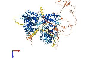 p107 Protein (AA 1-1068) (His tag)