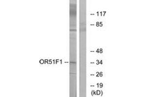 Western blot analysis of extracts from K562 cells, using OR51F1 Antibody. (OR51F1 Antikörper  (AA 269-318))