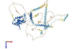 RTF1 Protein (AA 1-715) (His tag)