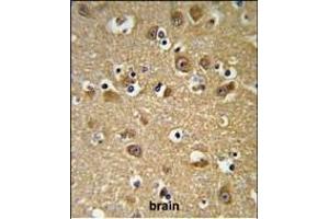YIPF5 Antibody (N-term) (ABIN653506 and ABIN2842912) IHC analysis in formalin fixed and paraffin embedded brain tissue followed by peroxidase conjugation of the secondary antibody and DAB staining.