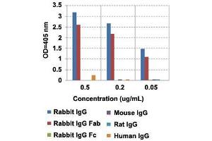 ELISA analysis of IgG from different species with Rabbit IgG Fab monoclonal antibody, clone RMG01  at the following concentrations: 0. (Ziege anti-Kaninchen IgG Antikörper (Biotin))