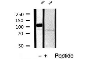 Western blot analysis of extracts of HeLa and ND7 cells, using CAPRIN1 antibody. (Caprin-1 Antikörper  (Internal Region))